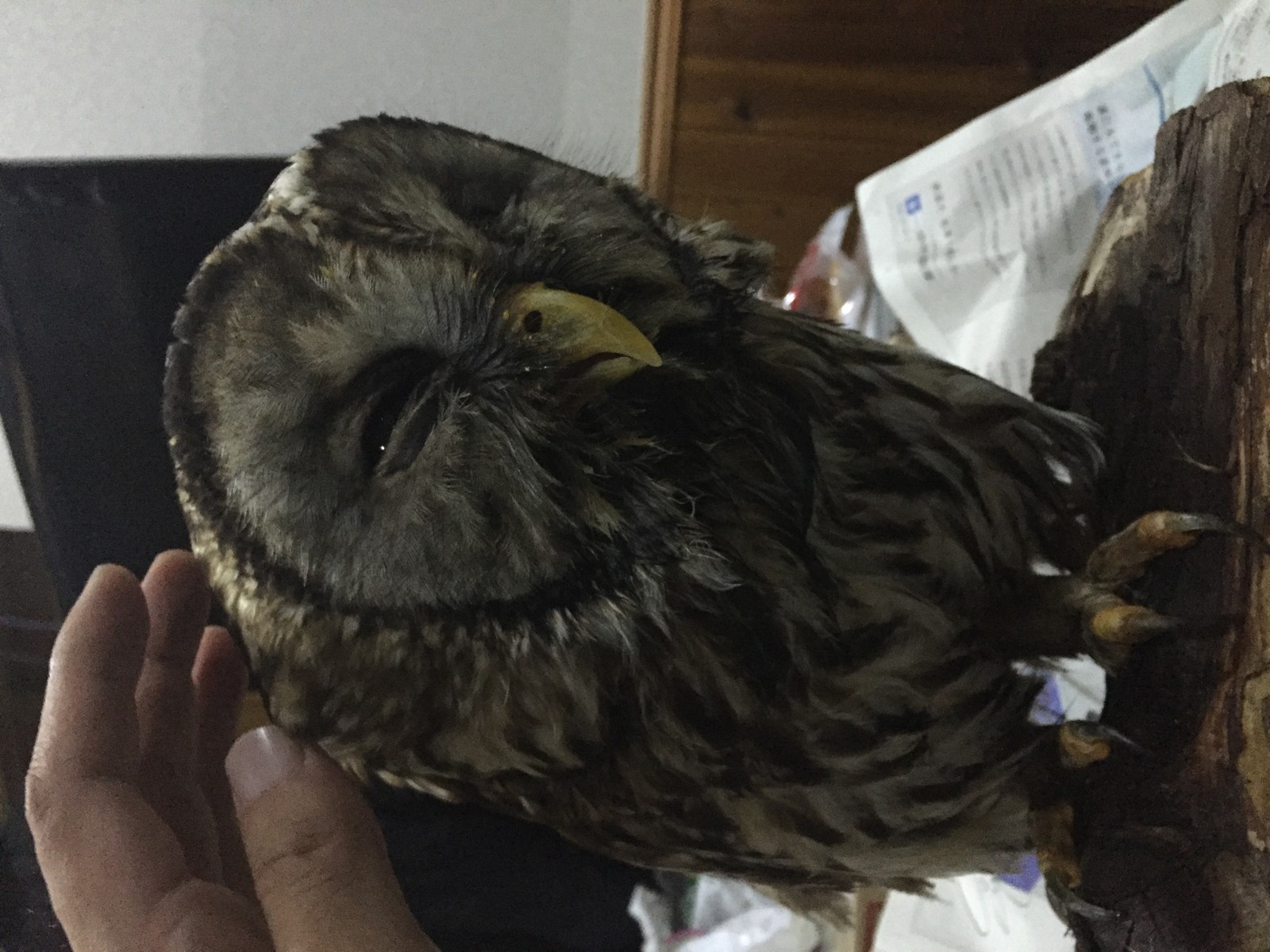 フクロウブログになりつつあり 男とロマンと時々機械 フクロウブログになりつつあり 男とロマンと時々機械