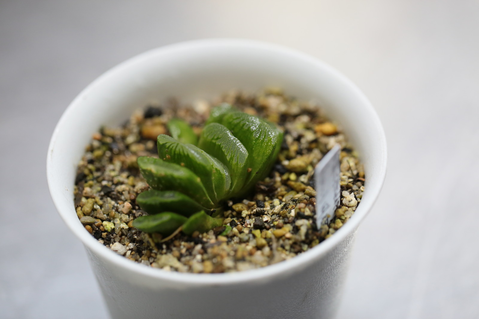 ハオルチア グリーン玉扇 男とロマンと時々機械