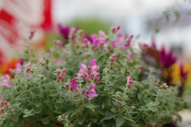 植物 男とロマンと時々機械 植物 男とロマンと時々機械