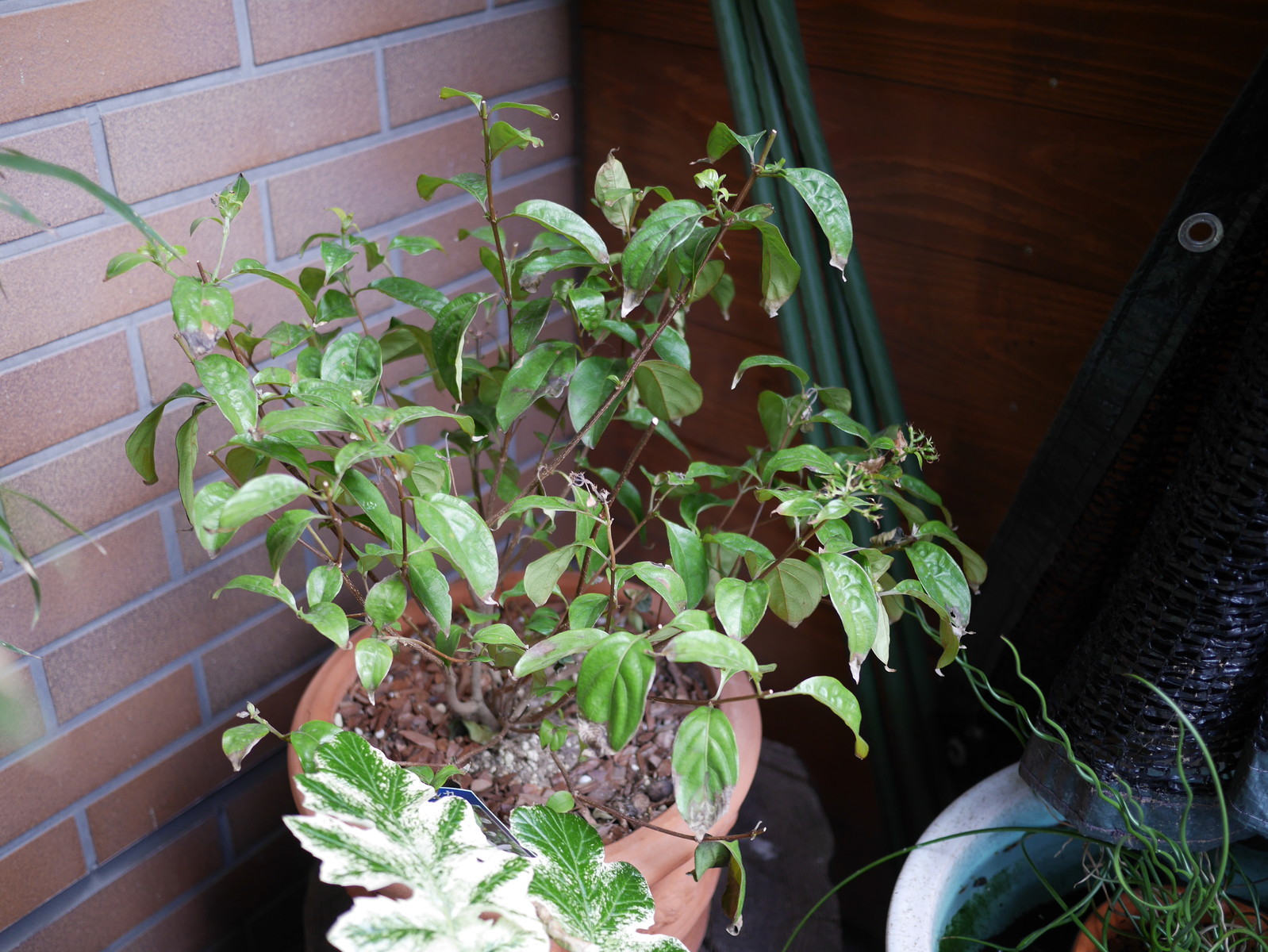 コンロンカ 崑崙花 ハンカチの花 男とロマンと時々機械