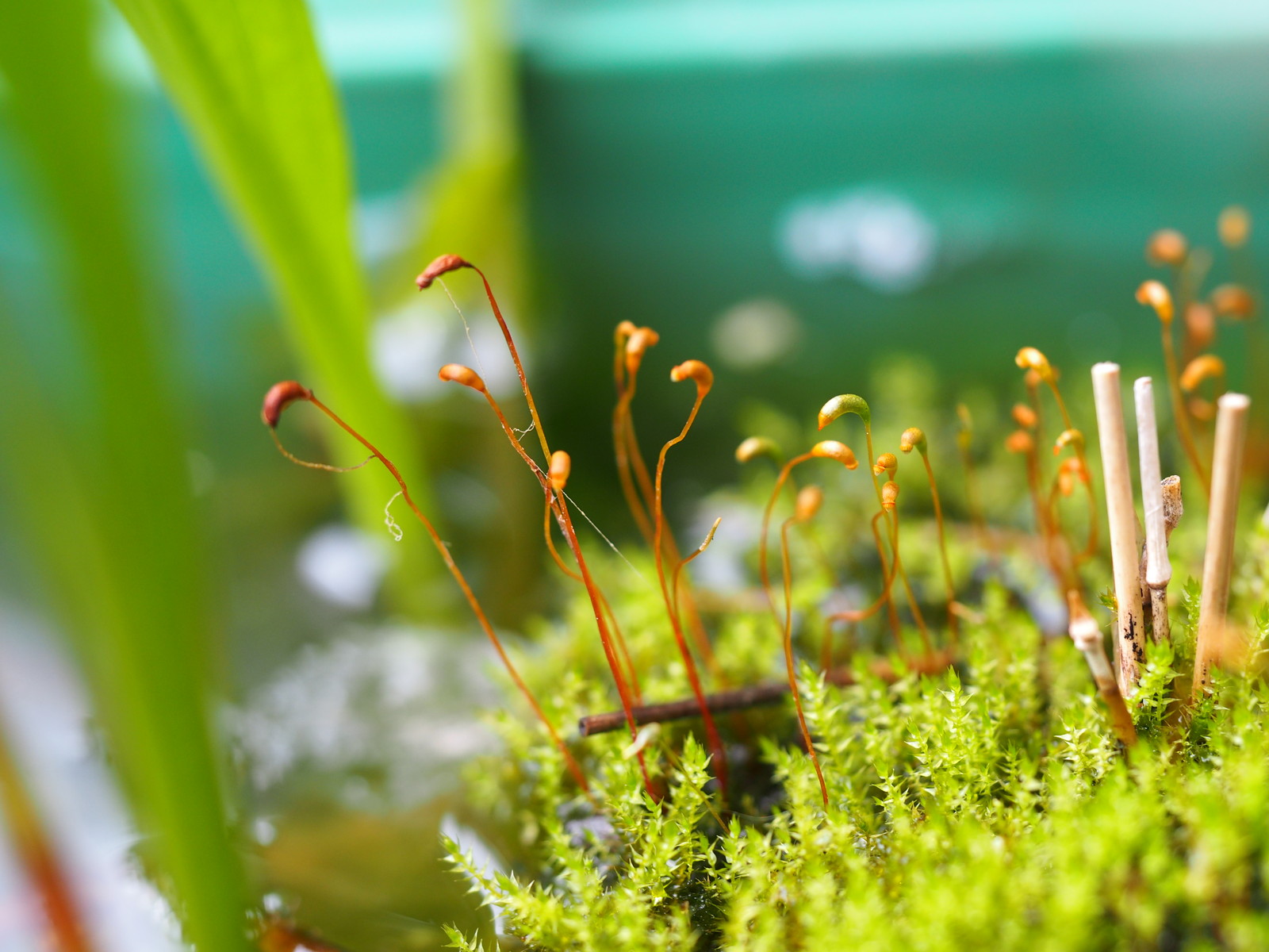 姫砥草と苔 男とロマンと時々機械