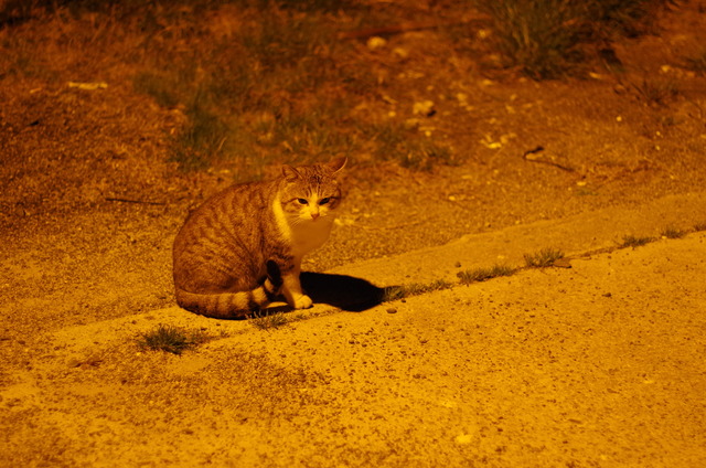 pentax20140223_28