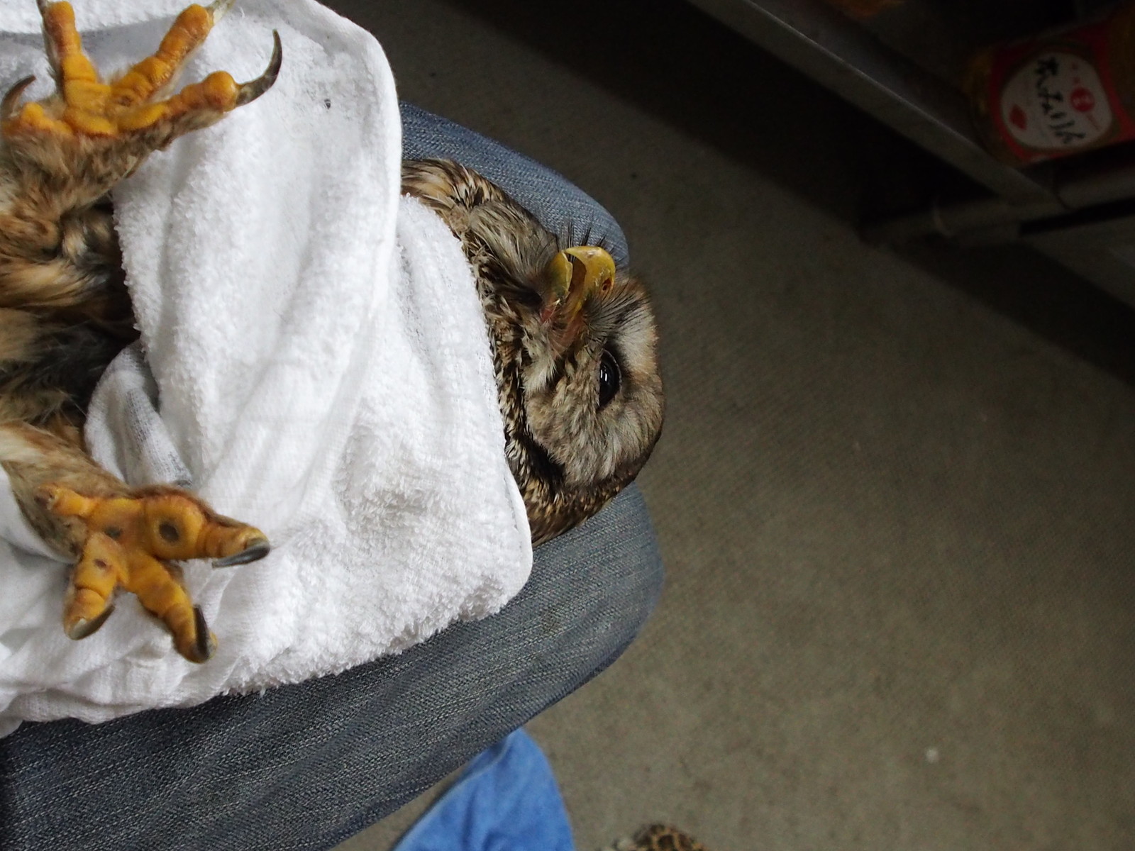 キュウシュウフクロウの爪の手入れ 男とロマンと時々機械 キュウシュウフクロウの爪の手入れ 男とロマンと時々機械