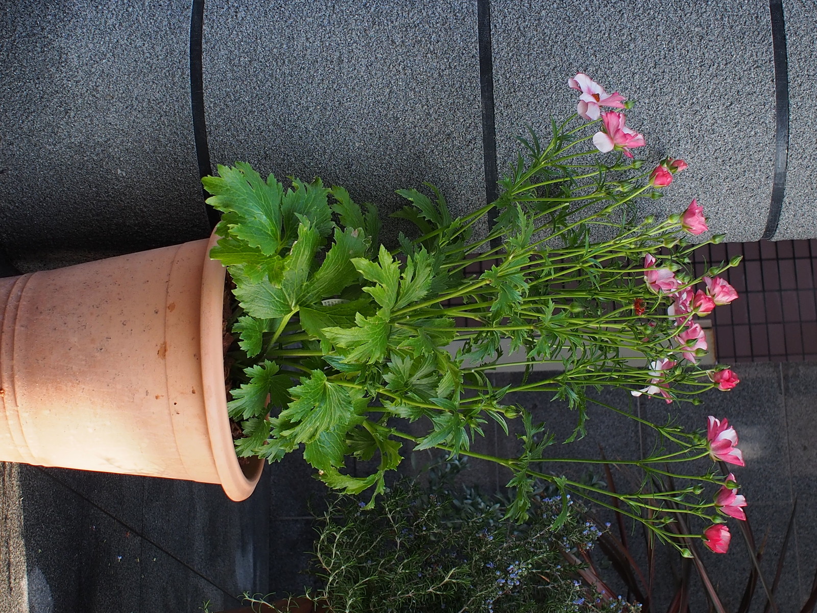 玄関先を大掃除 男とロマンと時々機械