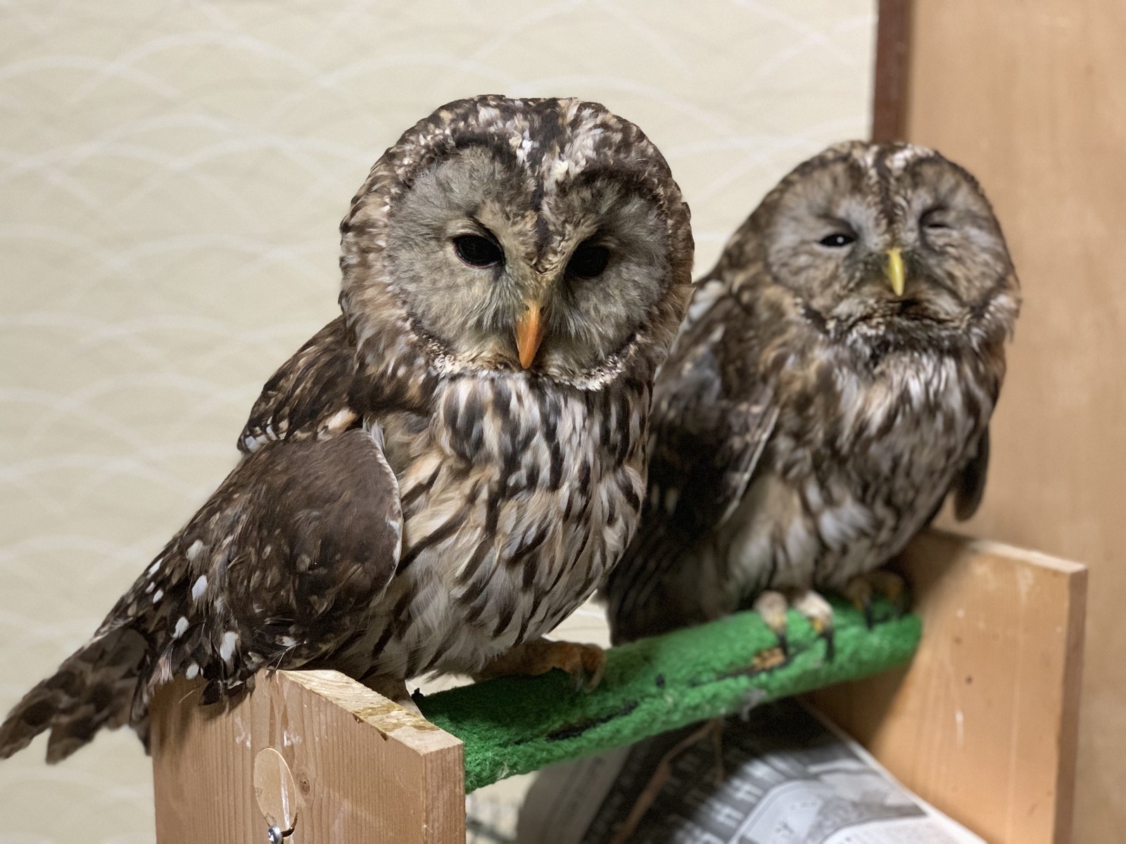 男とロマンと時々機械
タグ:フクロウ
ウラルアウル 正式にアンクレットとジェス作製ウラルアウルその後先日 フクロウ写真家の方とフクロウの縁のイラスト 凄いのだよねキュウシュウフクロウの縁様の威嚇行動縁様の爪切りに使ってるニッパー縁が居なくなったと思ったらアフリカオオコノハズクフクロウの巣箱作りと巣掛け