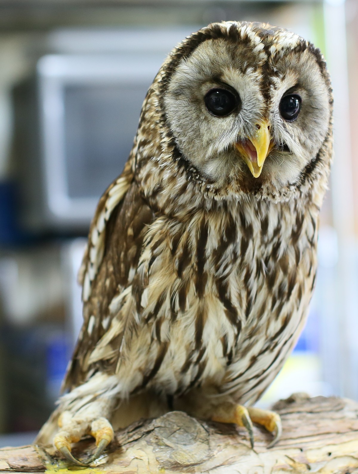 ウラルアウルの縁さん 男とロマンと時々機械 ウラルアウルの縁さん 男とロマンと時々機械