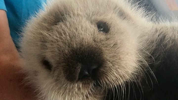 親とはぐれたラッコの赤ちゃん W 黄色速報のblog 親とはぐれたラッコの赤ちゃん W 黄色速報のblog