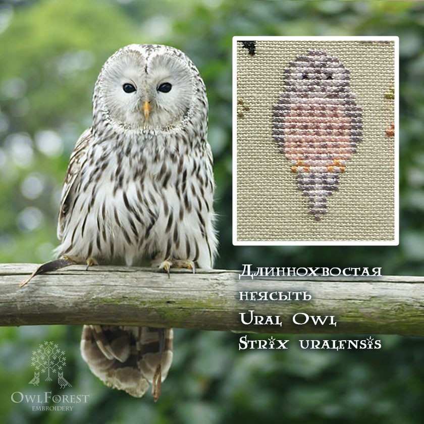 Owlforest・100 owls │ part4 : キイログ。since:2021