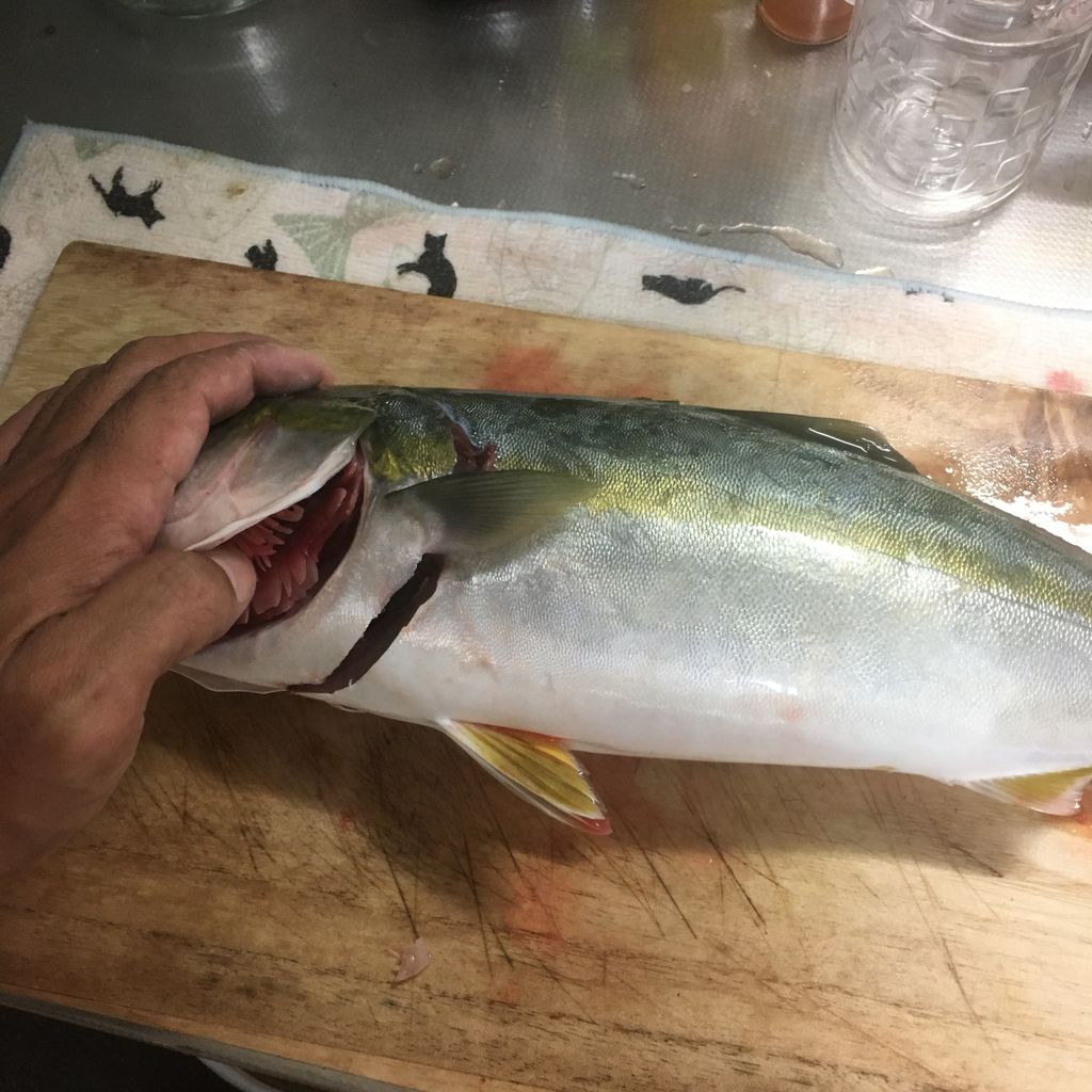 がんパパ 東京湾で釣りをする 城島印刷マガジン ーきじまがじんー