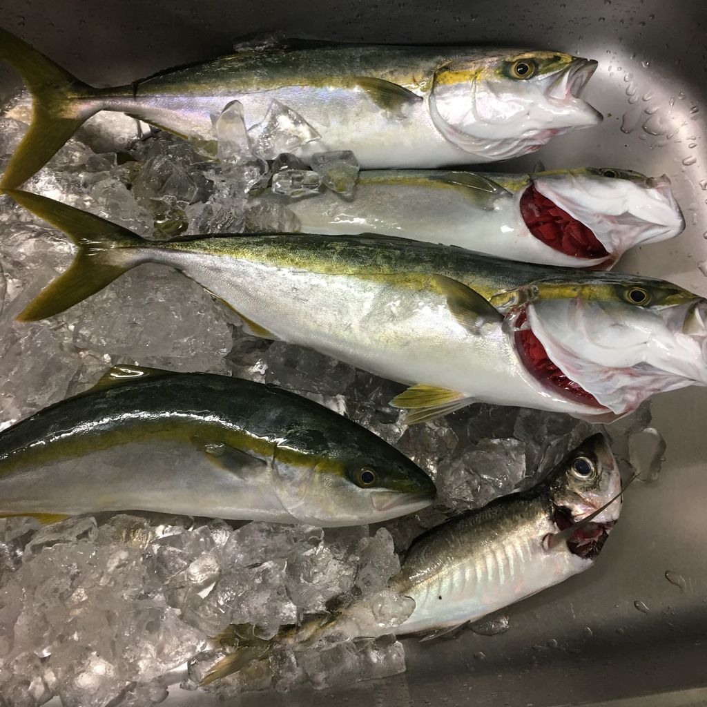 がんパパ 東京湾で釣りをする 城島印刷マガジン ーきじまがじんー がんパパ 東京湾で釣りをする 城島印刷マガジン ーきじまがじんー