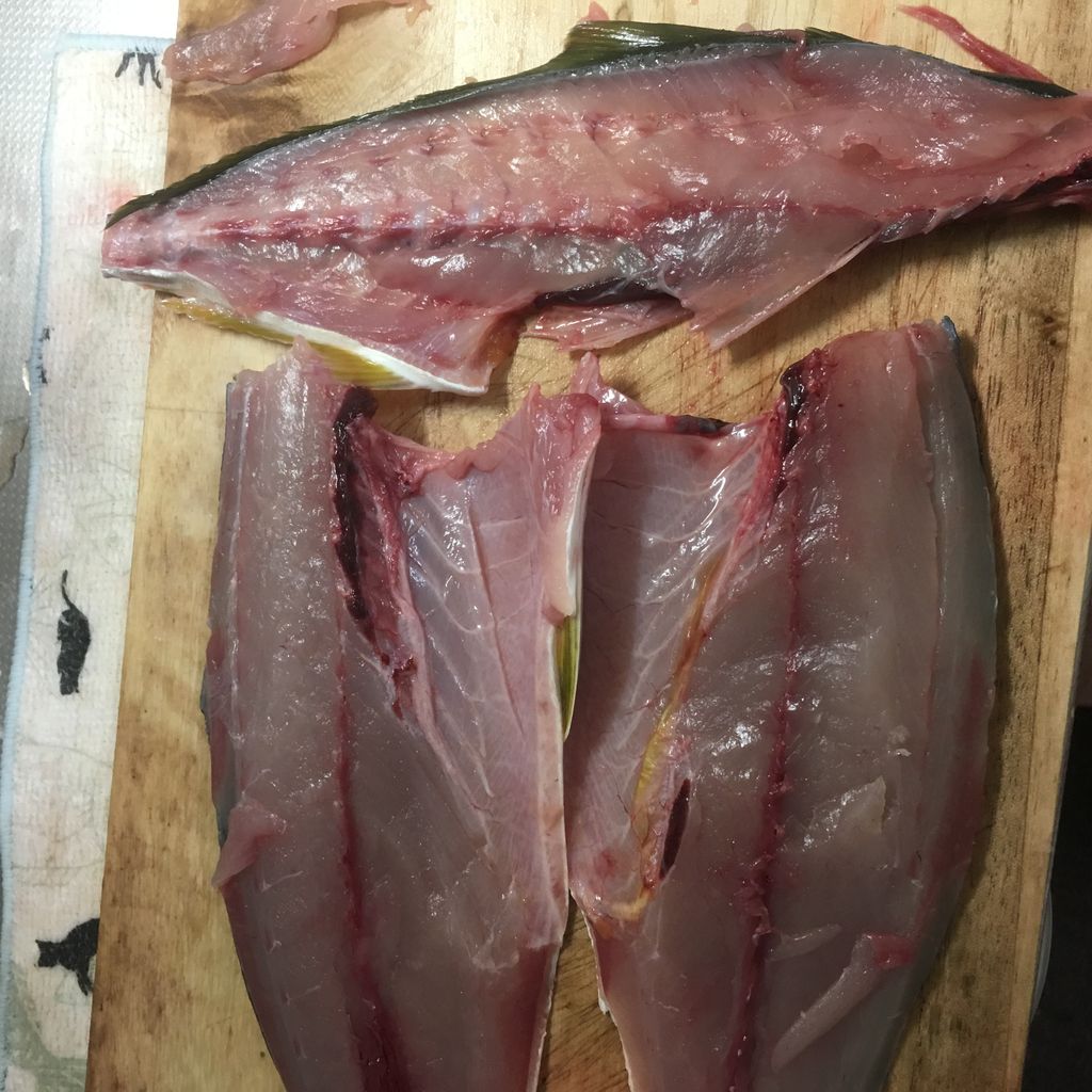 がんパパ 東京湾で釣りをする 城島印刷マガジン ーきじまがじんー