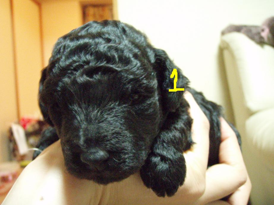 生後１５日目 １７日目 なっサンディのさんたまげ トイプードル