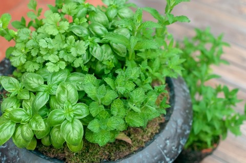 ELL54_ha-bunoyoseue_TP_V1