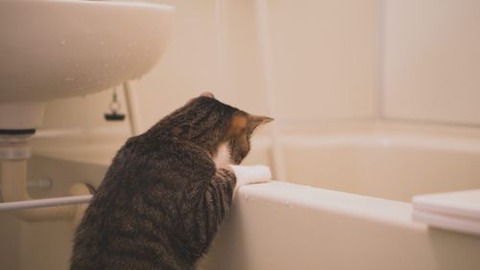 tomcatDSC07902