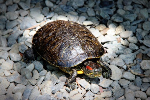 3aa3cad0d20929dbe9910badd0b3898f_s