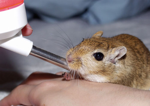 Chibita_gerbil_2002_10_04