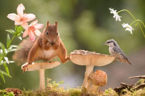 本当に癒される可愛い動物の画像スレ Vol 11 鬼女様 Com 本当に癒される可愛い動物の画像スレ Vol 11 鬼女様 Com