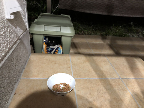 猫がケージから覗いてる