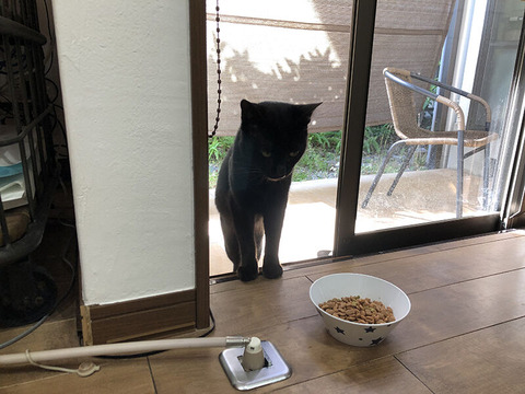 野良猫が家に入ってきた