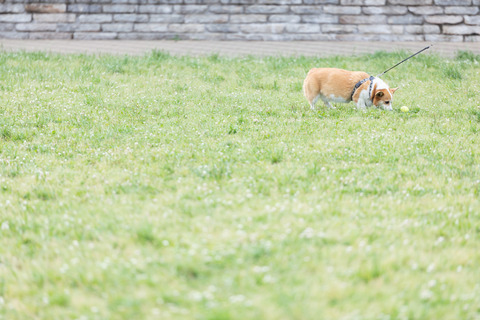 dogGFVL3409_TP_V