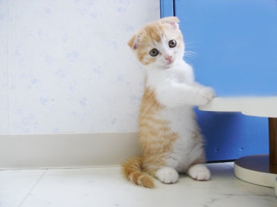 https://livedoor.blogimg.jp/kijyo_ita/imgs/0/6/06d499a3.jpg
