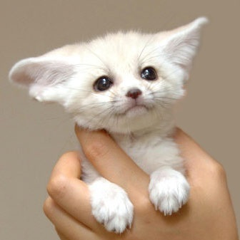 https://livedoor.blogimg.jp/kijyo_ita/imgs/2/a/2ad72408.jpg