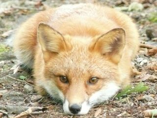 https://livedoor.blogimg.jp/kijyo_ita/imgs/3/2/3227eba3.jpg