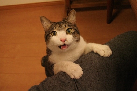 https://livedoor.blogimg.jp/kijyo_ita/imgs/7/6/762c73be.jpg