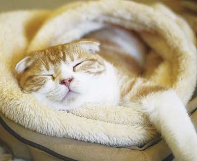 https://livedoor.blogimg.jp/kijyo_ita/imgs/b/2/b264a3a6.jpg