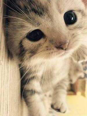 https://livedoor.blogimg.jp/kijyo_ita/imgs/b/f/bf76862c.jpg