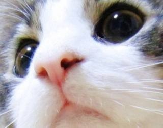 https://livedoor.blogimg.jp/kijyo_ita/imgs/e/d/edc68662.jpg