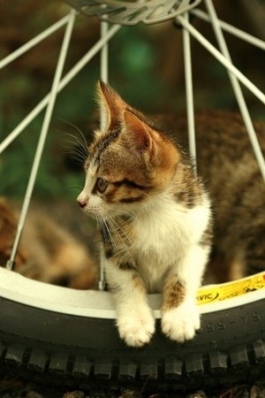https://livedoor.blogimg.jp/kijyo_ita/imgs/f/9/f9d59f96.jpg