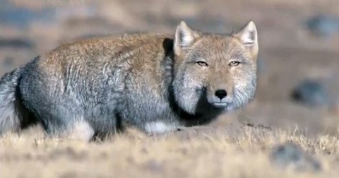 tibetansandfoxtop