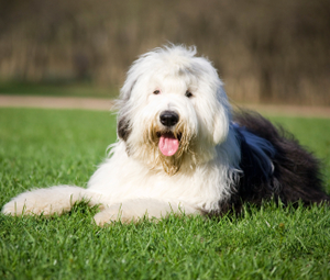 Old-English-Sheepdog