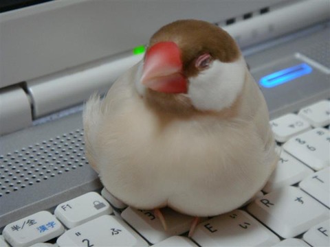 文鳥2