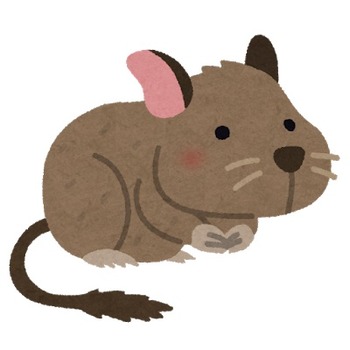 animal_degu