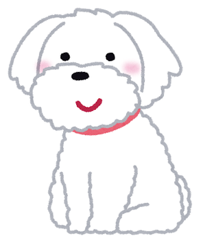 dog_maltese