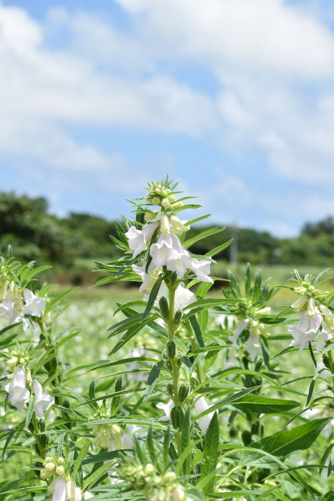 風景】 季節限定：夏の風物詩！白ごまの花畑 : 喜界島どうでしょう か。