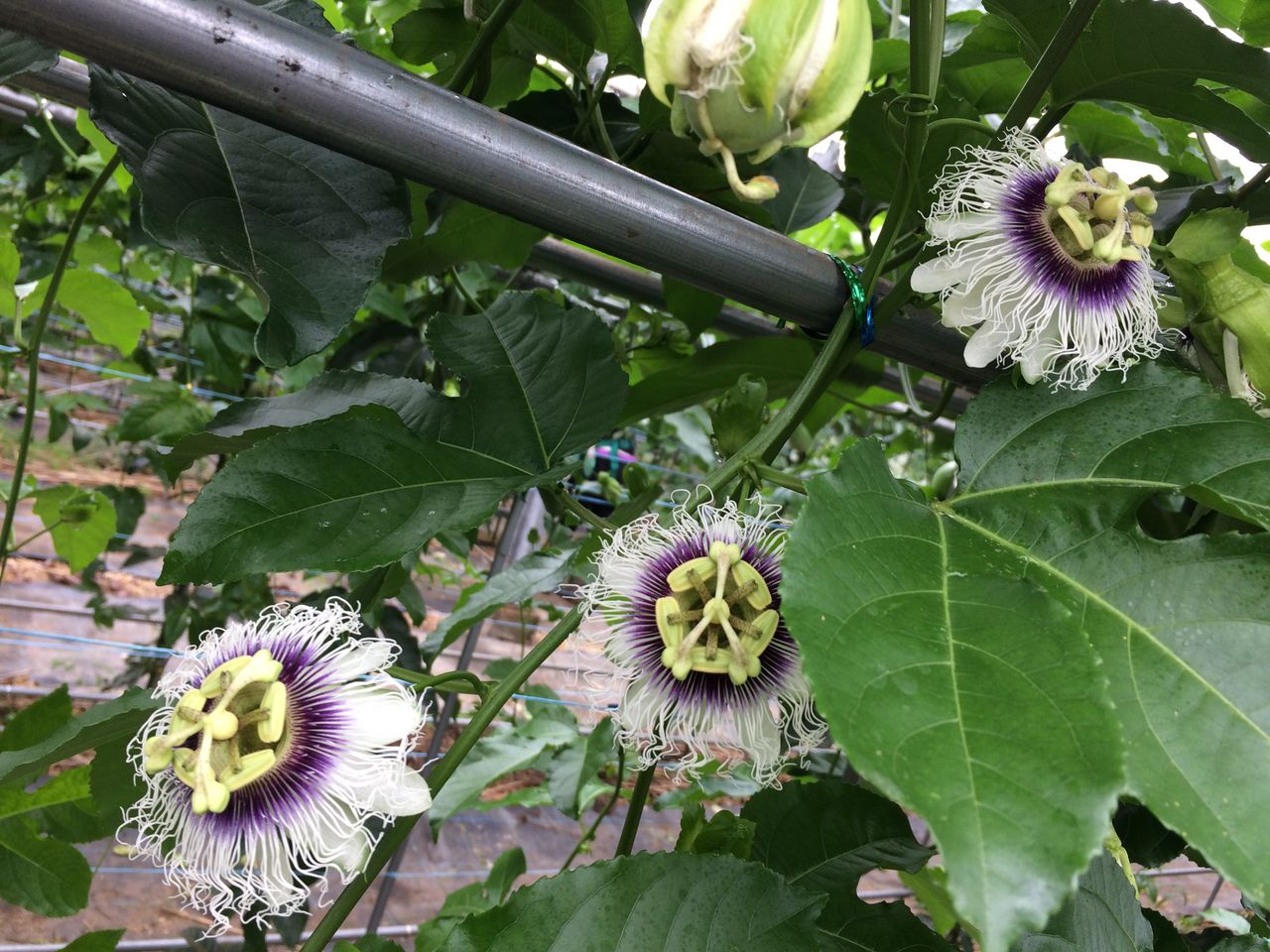 パッション フルーツ 受粉 ただただ伸びる パッションフルーツ