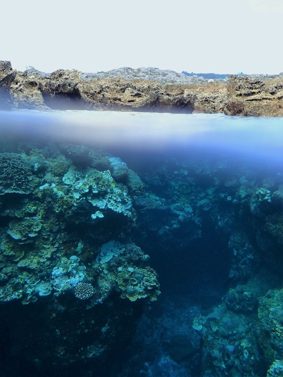 海 喜界島のとある海の中 喜界島どうでしょう か 海 喜界島のとある海の中 喜界島どうでしょう か