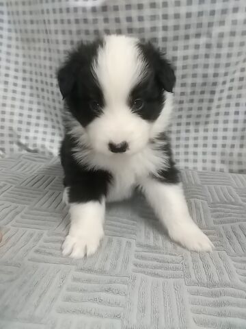 子犬情報 ボーダーコリー10 1生まれ 沼井ドッグスクール いきもの便り