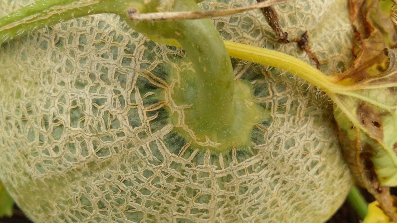 メロン収穫 キキの菜園日誌 メロン収穫 キキの菜園日誌