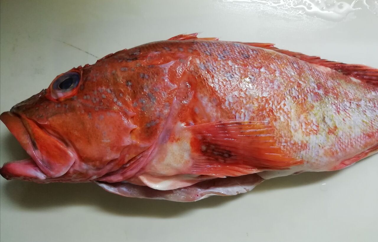 カサゴちゃん 霜降り造りと潮汁 白身魚で お年寄りには 大好評でした ゴロミーズキッチン ゴロミ先輩 極意帳 カサゴちゃん 霜降り造りと潮汁 白身魚で お年寄りには 大好評でした ゴロミーズキッチン ゴロミ先輩 極意帳