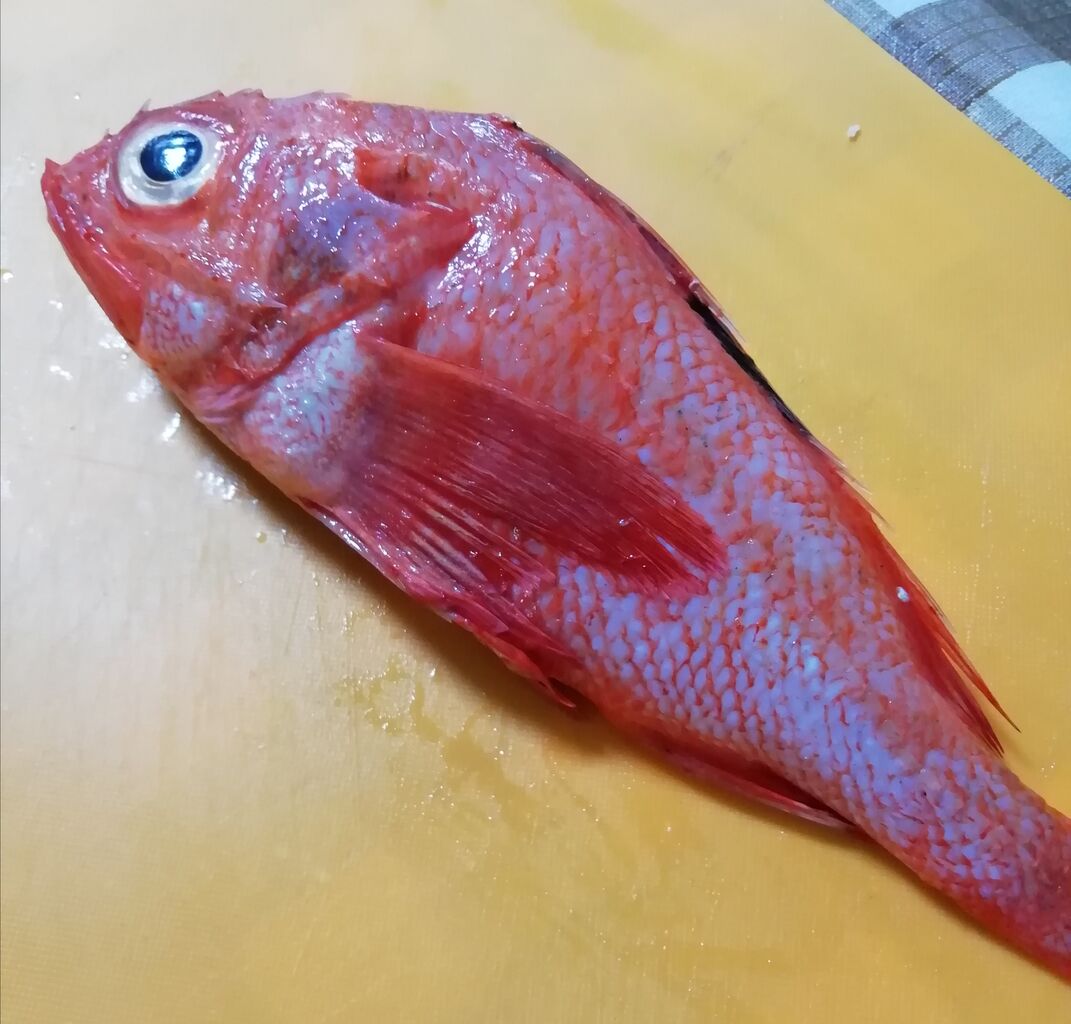 高級魚 キンキが まだ下落していた ウィルスの影響ですね 漁師ダメージは深刻です ゴロミーズキッチン ゴロミ先輩 極意帳