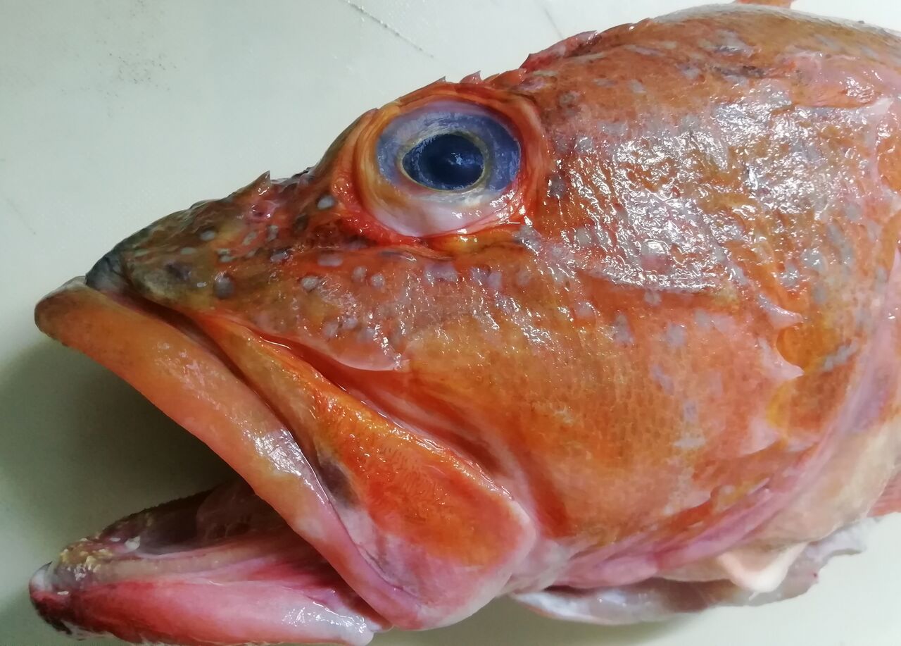 カサゴちゃん 霜降り造りと潮汁 白身魚で お年寄りには 大好評でした ゴロミーズキッチン ゴロミ先輩 極意帳 カサゴちゃん 霜降り造りと潮汁 白身魚で お年寄りには 大好評でした ゴロミーズキッチン ゴロミ先輩 極意帳