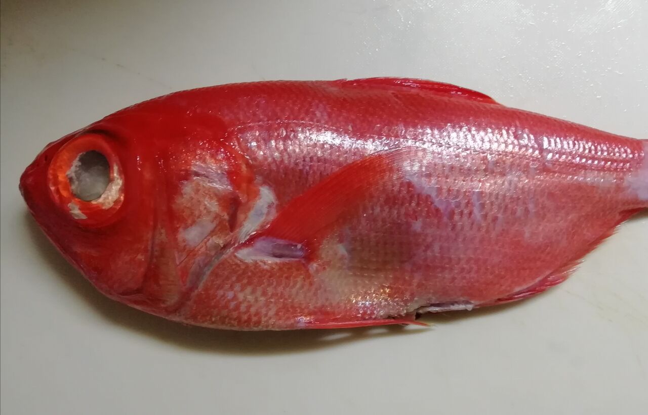 高級魚 キンキが まだ下落していた ウィルスの影響ですね 漁師ダメージは深刻です ゴロミーズキッチン ゴロミ先輩 極意帳