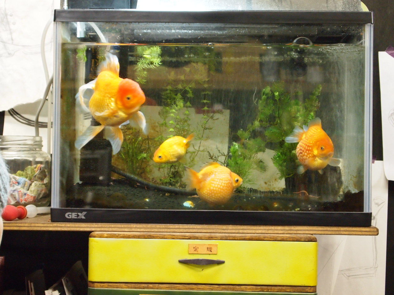 淡水魚や金魚が好きです 靴を作るが靴職人と呼ばれるのはちょっと つくりて野島と新人マキコのブログ