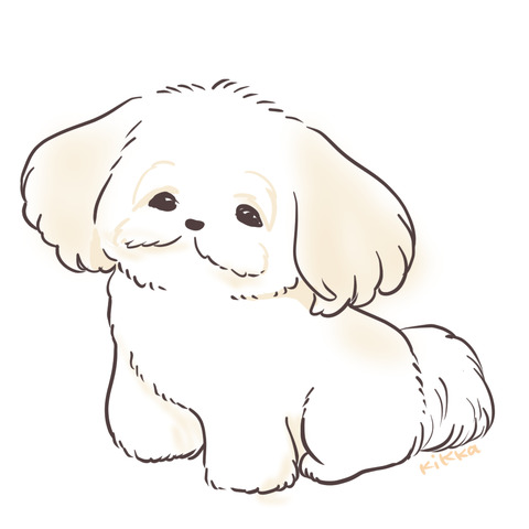 shih_tzu