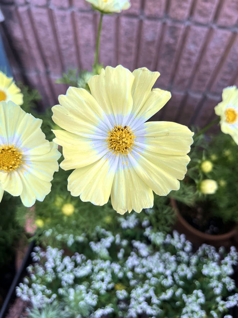 cosmos