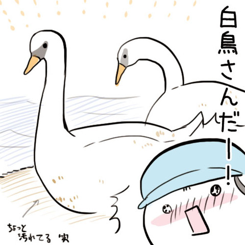 白鳥